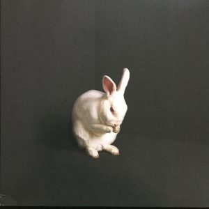 Brume - Rabbits