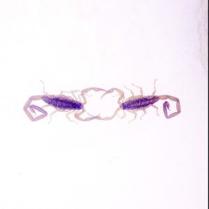 Cross Record - Wabi-Sabi