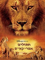 חתולים אפריקנים