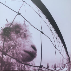 Pearl Jam - Vs [Clear Vinyl]